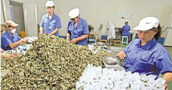 中藥飲片行業(yè)洗牌加速 六家企業(yè)退出市場(chǎng)，巨頭強(qiáng)勢(shì)入局