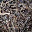 探尋海洋瑰寶 中藥材海馬的高清視覺圖鑒與浙江岱山紅海中藥材公司之鑒