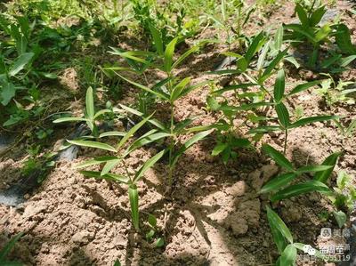 周至竹峪 延伸中藥飲片產業鏈條，謀產業振興新篇章